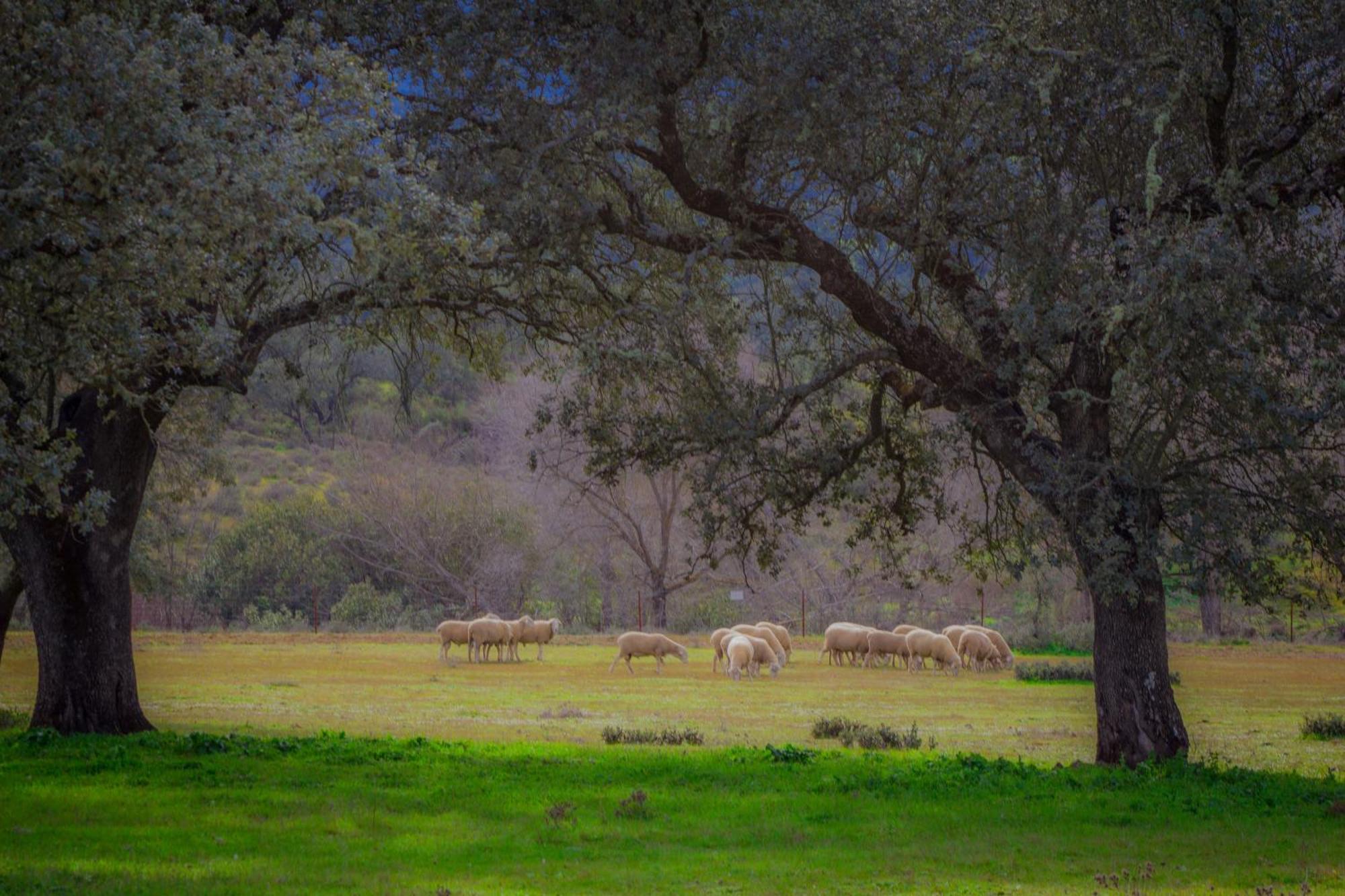 Cortijo Los Tomillares Βίλα Guadalcanal Εξωτερικό φωτογραφία